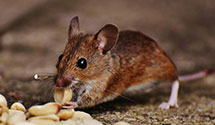 24 Hour & Emergency Exterminators in Newfield, ME